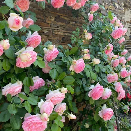 La Mouliniere, Jolie Longere Du Xviie 25, Chemin De La Source Oda ve Kahvaltı La Jaille-Yvon